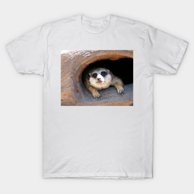 Meerkat posing from a Tree Stump T-Shirt by Scubagirlamy